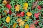 USA, North Carolina. Fall leaves close-up. Art Print